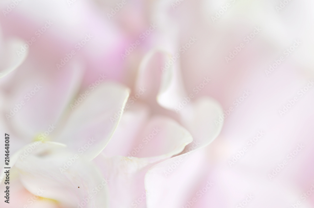 Abstract Flower Background Abstract Flower Background