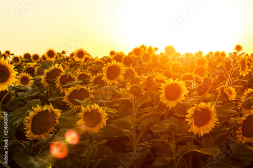 Yellow sunflower heads in the evening sunshine
