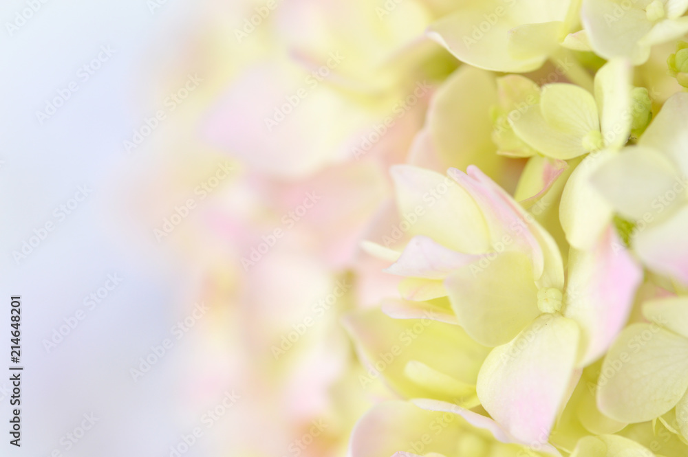 Abstract Flower Background