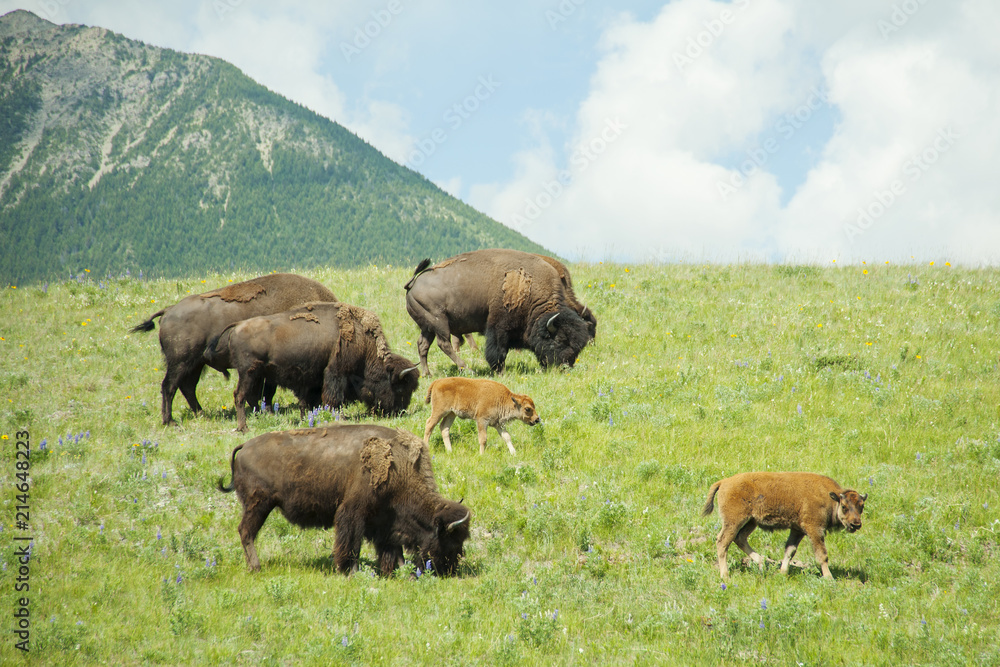 Bison Paddock, Waterton National Park, Alberta Bison Paddock, Waterton National Park, Alberta