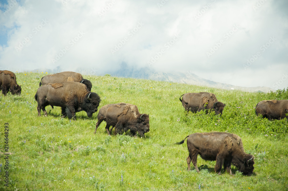 Bison Paddock, Waterton National Park, Alberta Bison Paddock, Waterton National Park, Alberta