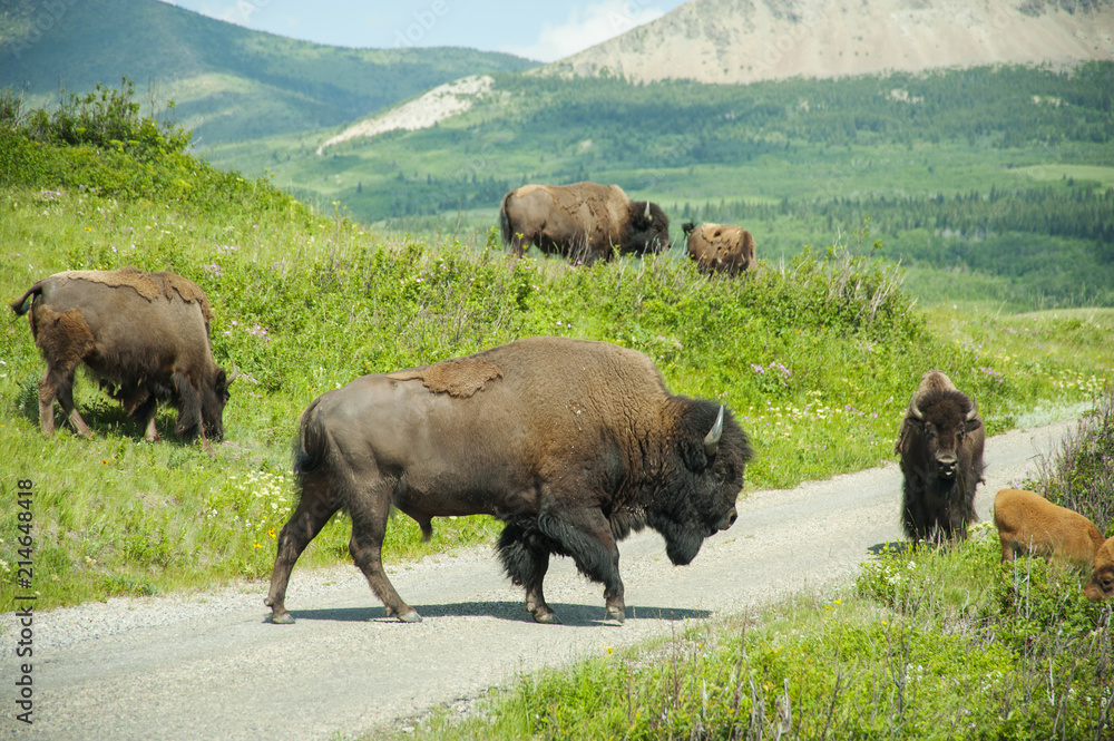 Bison Paddock, Waterton National Park, Alberta