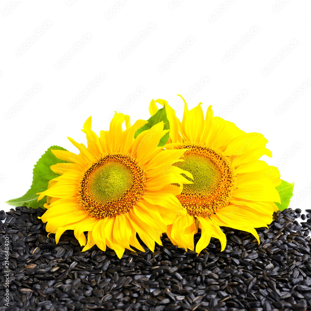 Obraz premium Two sunflower and sunflower seeds on a white background with empty space for text