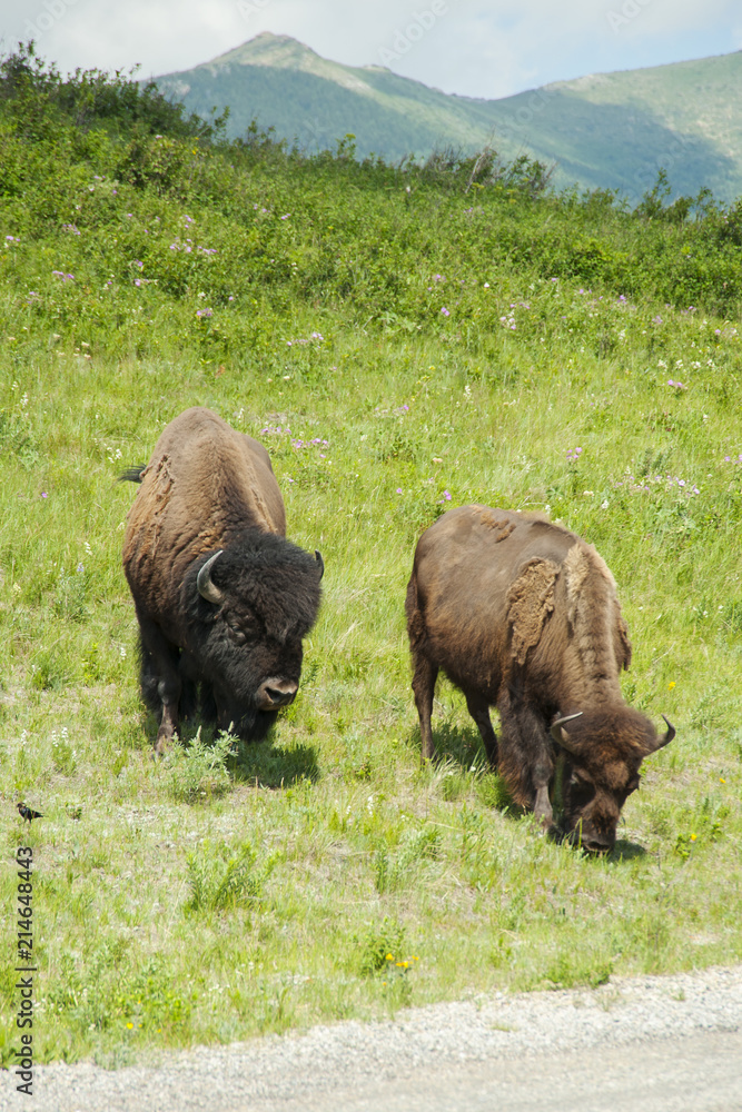 Bison Paddock, Waterton National Park, Alberta