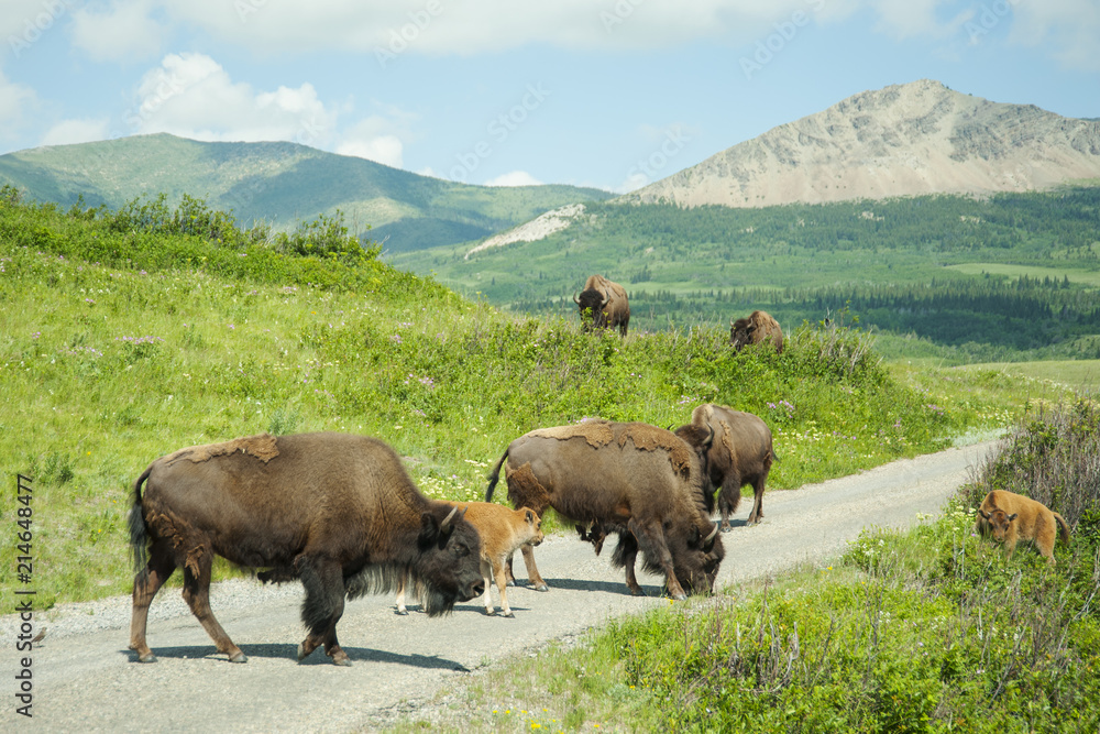 Bison Paddock, Waterton National Park, Alberta Bison Paddock, Waterton National Park, Alberta