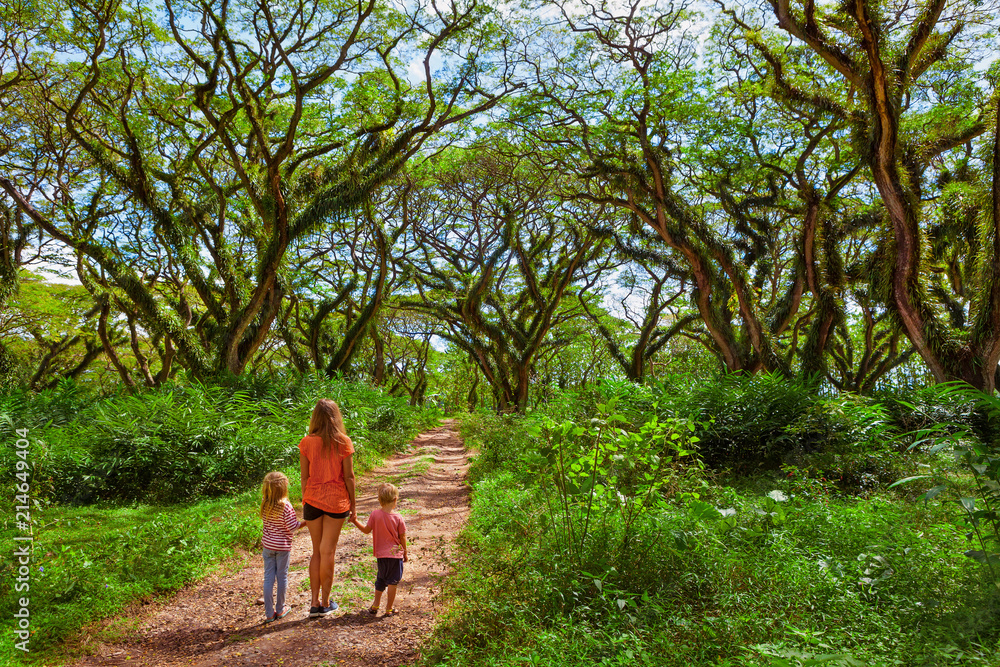 Fototapeta premium Family under green canopy in ancient forest. Woodland walk past giant trees with huge trunks, branches at Jawatan Benculuk Banyuwangi. Traveling with kids on summer vacation in Jawa island, Indonesia
