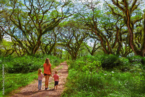 Family under green canopy in ancient forest. Woodland walk past giant trees with huge trunks, branches at Jawatan Benculuk Banyuwangi. Traveling with kids on summer vacation in Jawa island, Indonesia