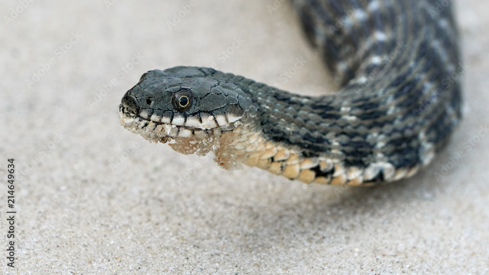 Water snake at the seashore Water snake at the seashore