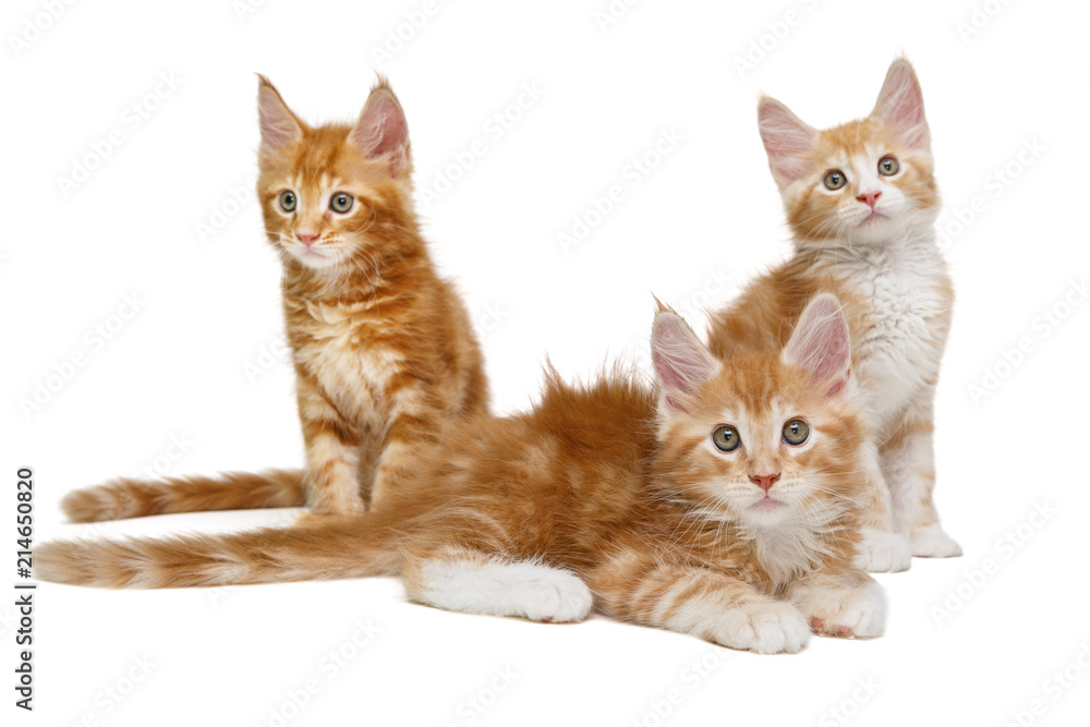 Three Maine Coon kittens Three Maine Coon kittens