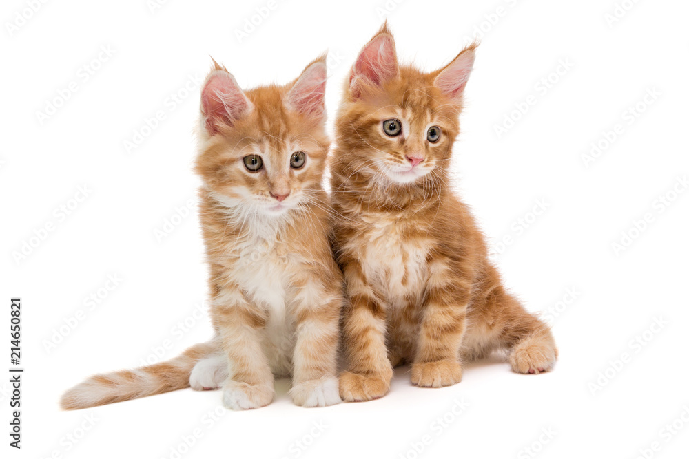 Two Maine Coon kittens