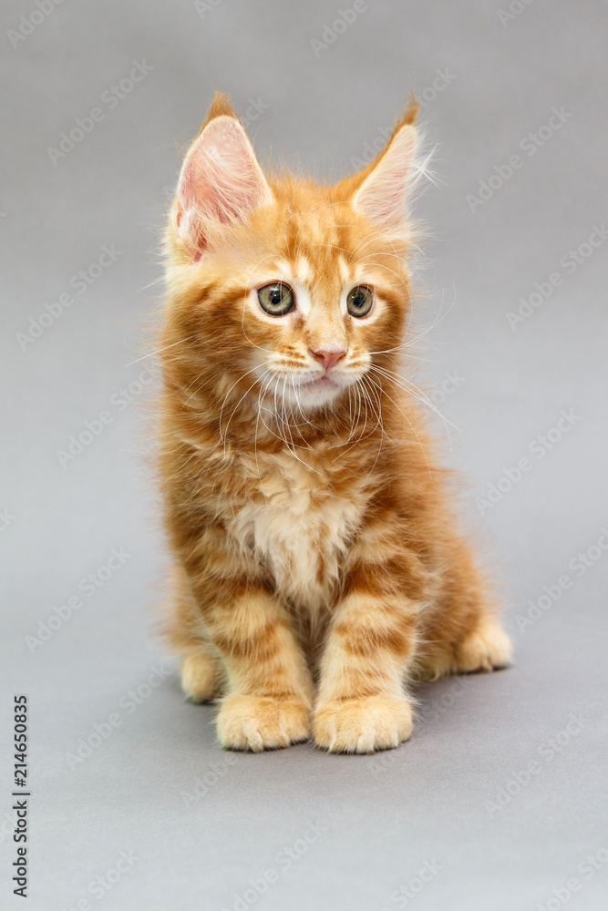 Maine Coon kitten Maine Coon kitten