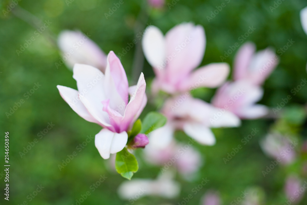 magnolia flowers in park magnolia flowers in park