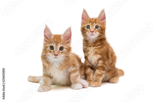 Two Maine Coon kittens