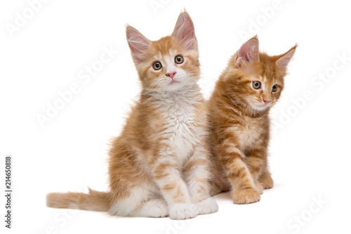 Two Maine Coon kittens