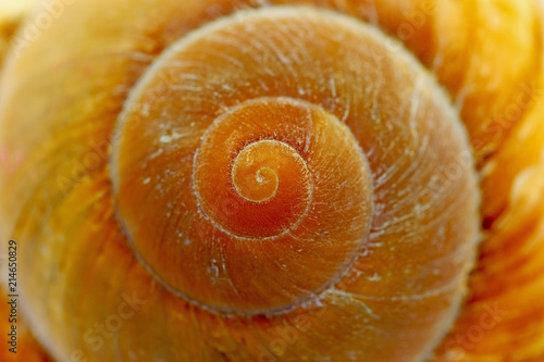 Meeresschnecke mit spiralförmigen Gehäuse