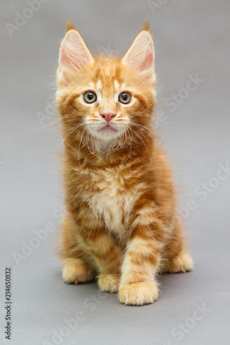 Fototapeta Naklejka Na Ścianę i Meble -  Maine Coon kitten