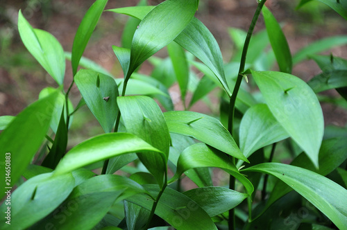 young shoots of ruscus hypoglossum photo