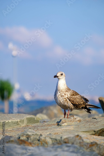 Gulls on the Sea of Marmara in Istanbul photo