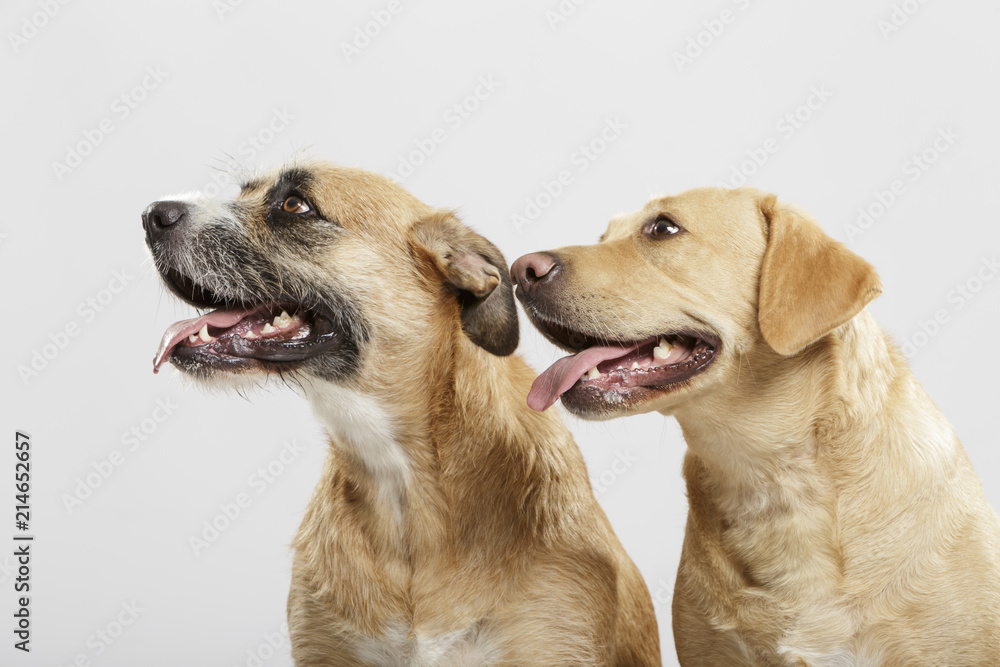 Couple of two expressive mongrel dogs posing in the studio against white background