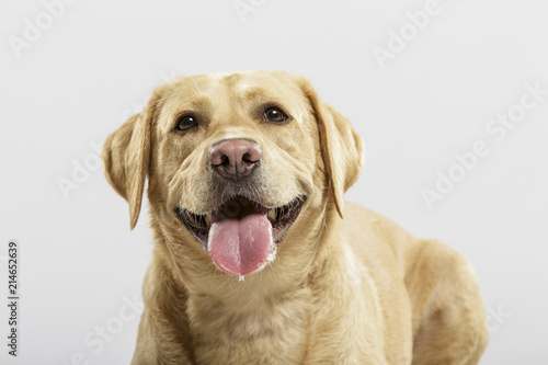 An expressive mongrel dog posing in the studio against white background