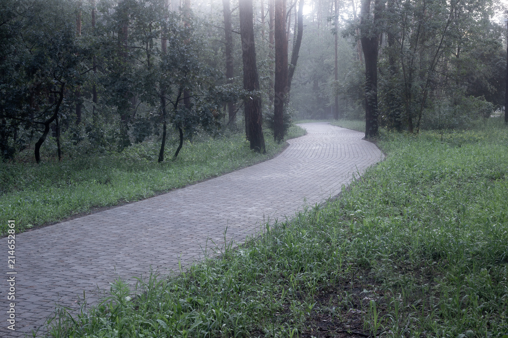 Fototapeta premium Gloomy park alley in a fog