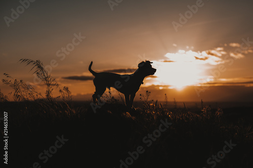 silhouette of a cute small dog at sunset. Yellow or orange sky  golden hour. Pets outdoors  lifestyle