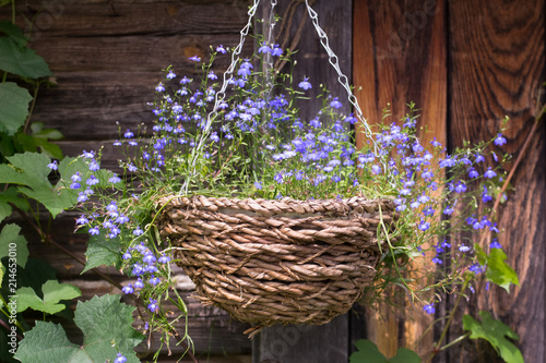 Basket of lobelia on wooden wall
