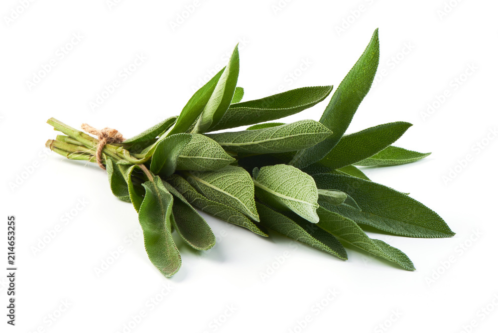 Green bunch of sage, isolated on white background. Green bunch of sage, isolated on white background.