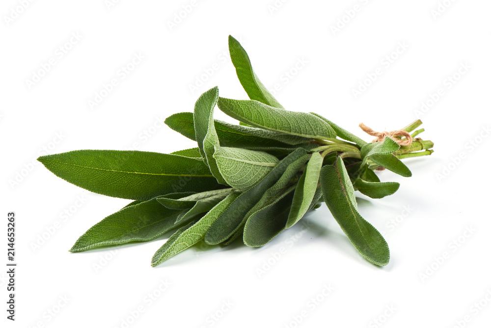 Green bunch of sage, isolated on white background. Green bunch of sage, isolated on white background.