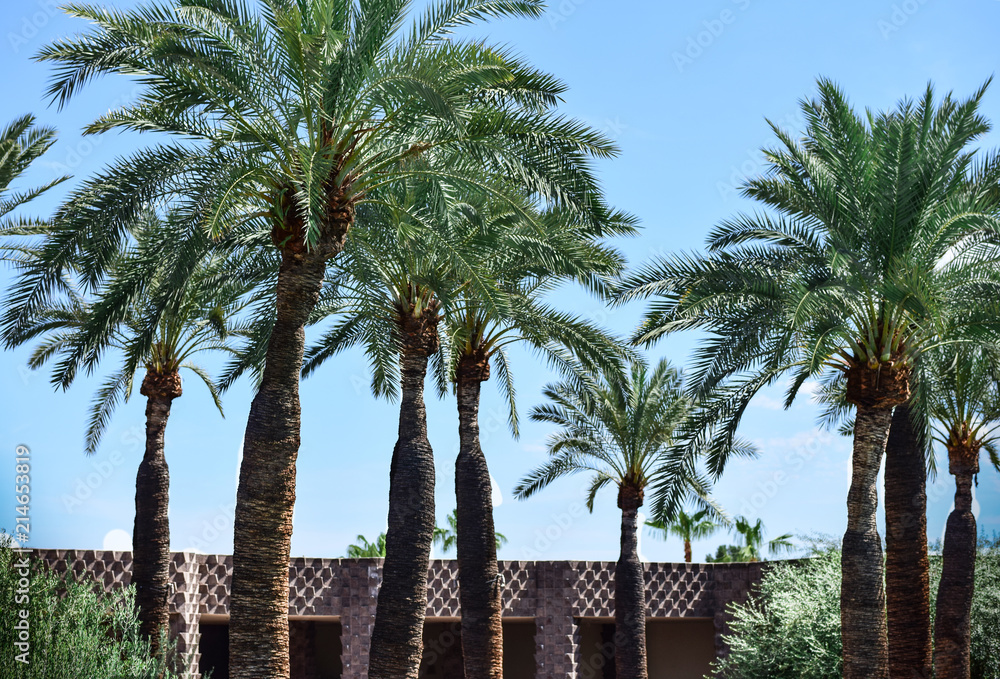 Fototapeta premium Palm's trees