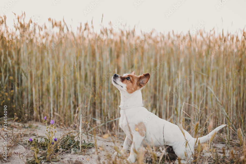 cute small dog standing outdoor in spring or summer wheat field with beautiful lighting at sunset. Nature and pets concept.