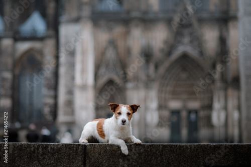 a dog at a Gothic building, a cathedral. A pet in the city. Traveling with Jack Russell