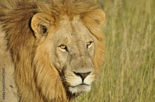 The king of the wilderness: A Lion in the high gras of the Okavango-Delta swamps