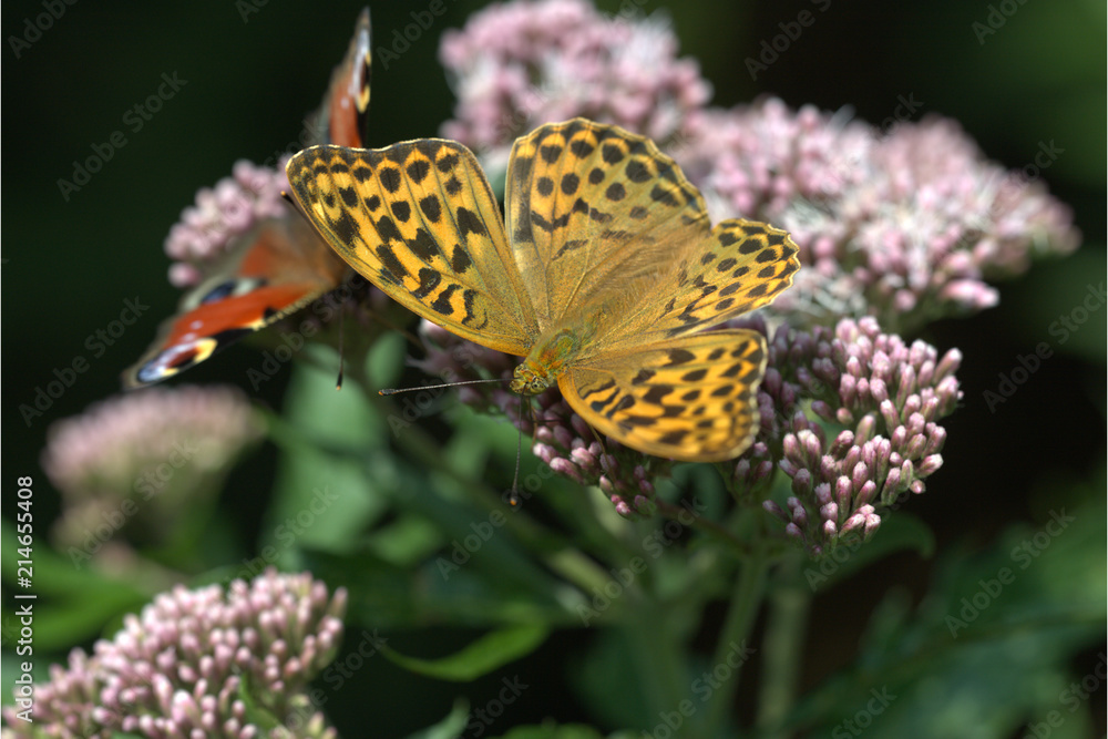 Obraz premium Kaisermantel auf Wasserdost