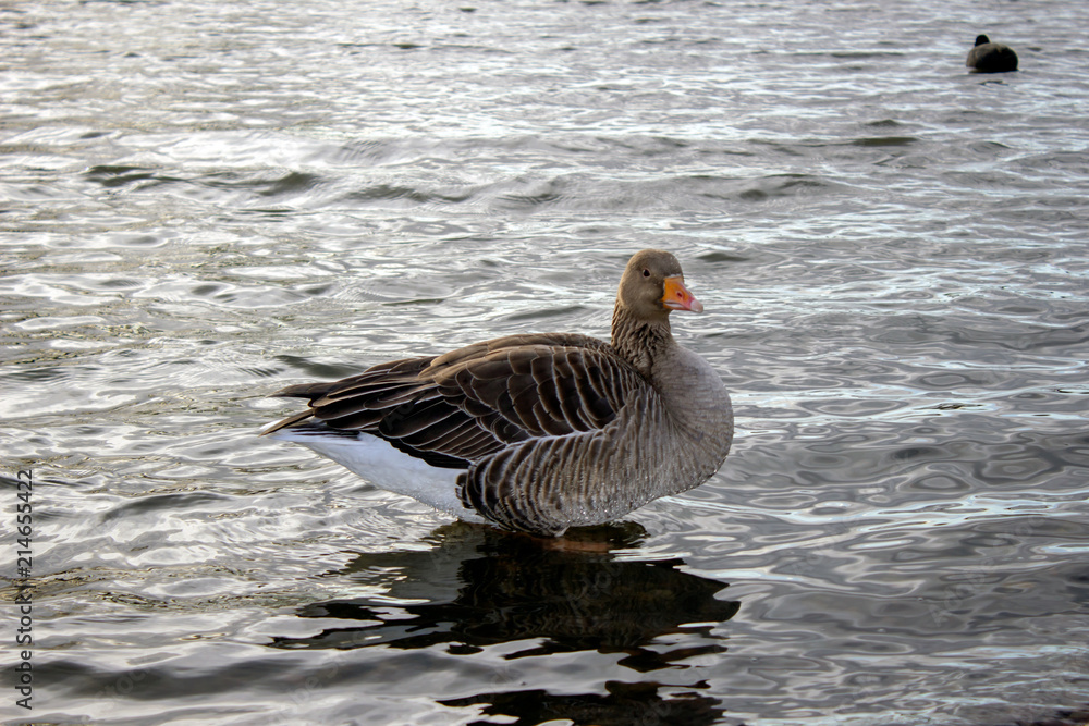 Greylag Goose standing in some shallow water. Greylag Goose standing in some shallow water.