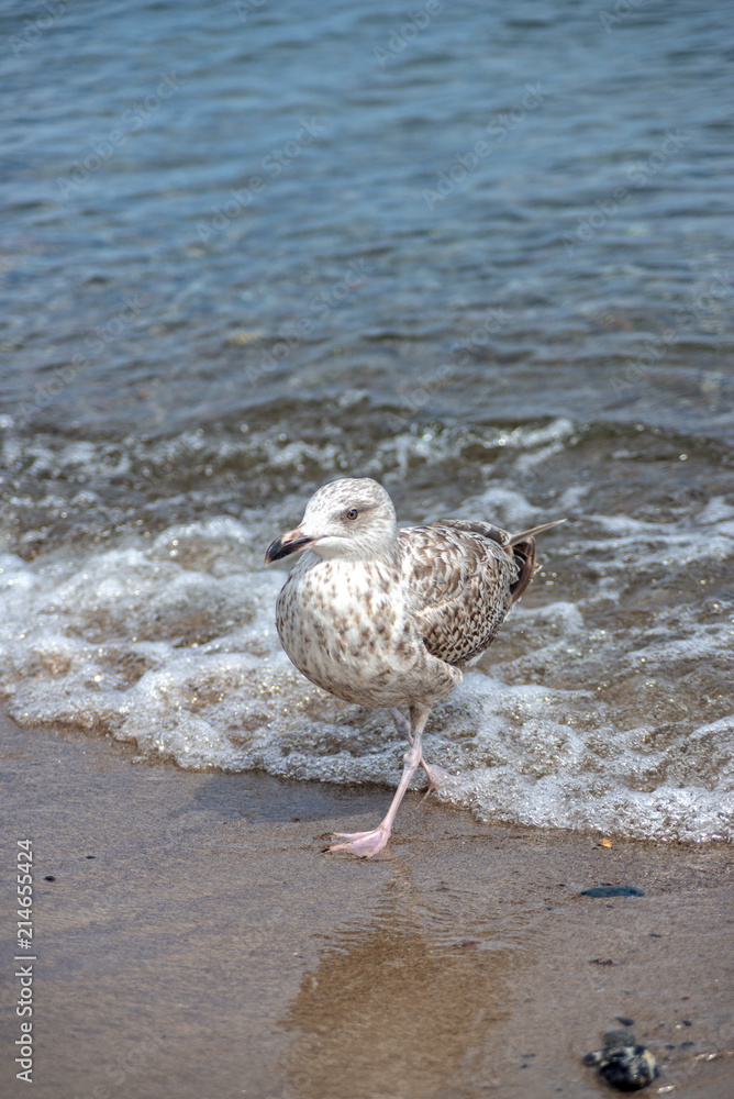 Little seagull is running through the water of the Baltic Sea Little seagull is running through the water of the Baltic Sea