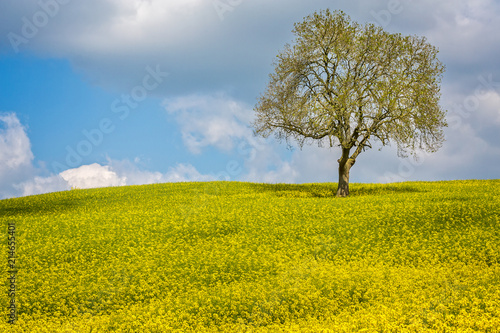 Field of yellow rape seed with large tree on horizon line