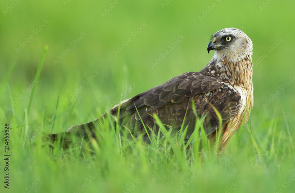 Marsh harrier (Circus aeruginosus) - male