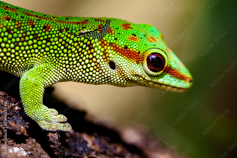 Day Gecko Day Gecko