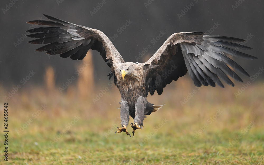 White tailed eagle (Haliaeetus albicilla) White tailed eagle (Haliaeetus albicilla)