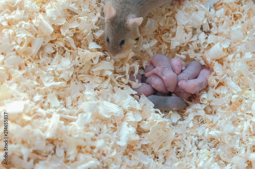 Newborn little mice are blind with their mom in the nest.