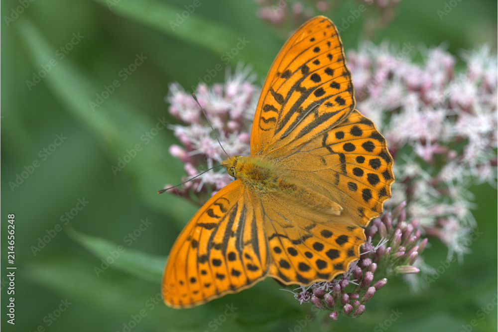 Obraz premium Kaisermantel auf Wasserdost