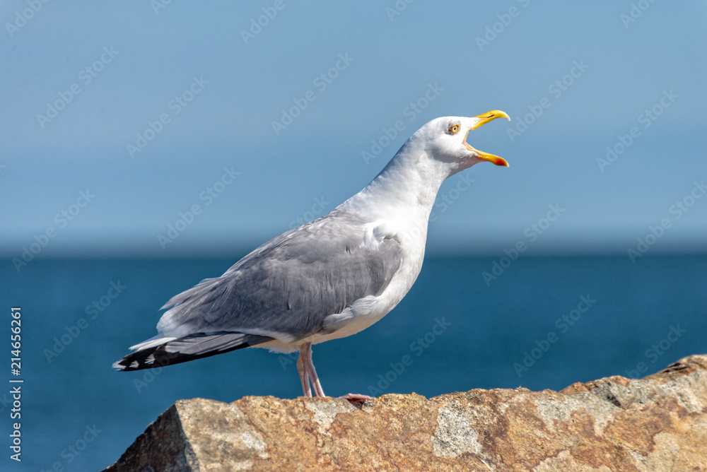 Seagull is sitting on a stone and screams Seagull is sitting on a stone and screams