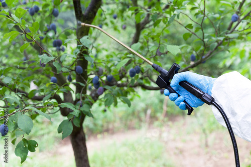 Farmer spraying toxic pesticides or insecticides in an orchard