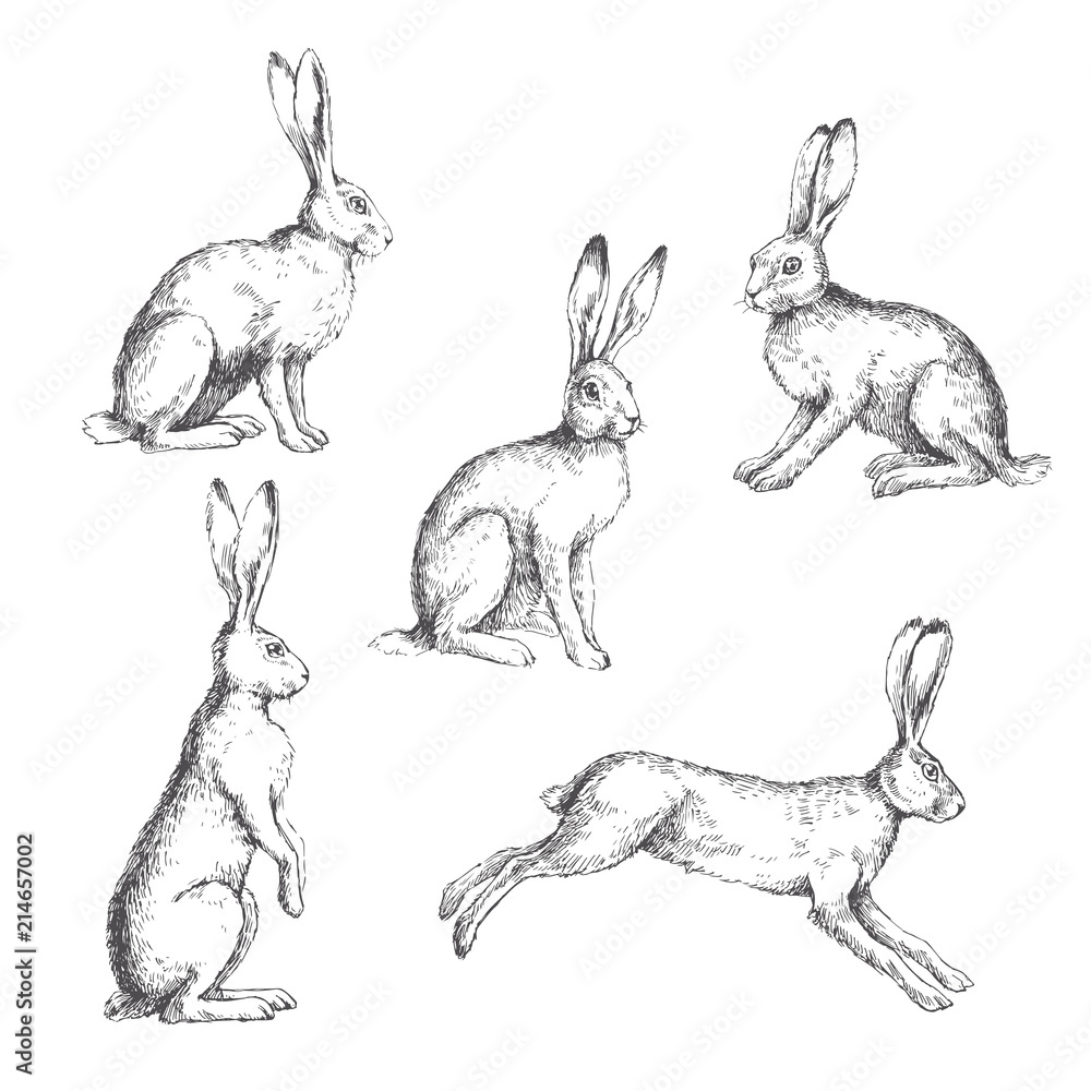 Naklejka premium Wektor zestaw vintage ilustracji zające na białym tle. Ręcznie rysowane króliki siedzące, stojące i biegające w stylu grawerowania. Skecth zwierząt