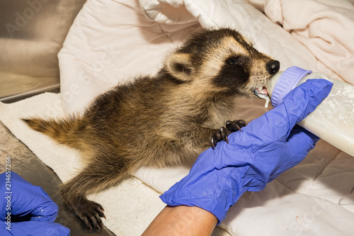 Feeding a Baby Raccoon photo