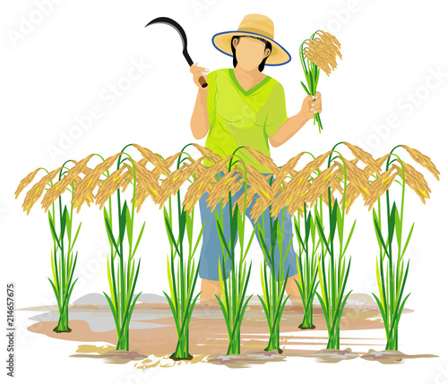farmer harvest rice cartoon shape vector design