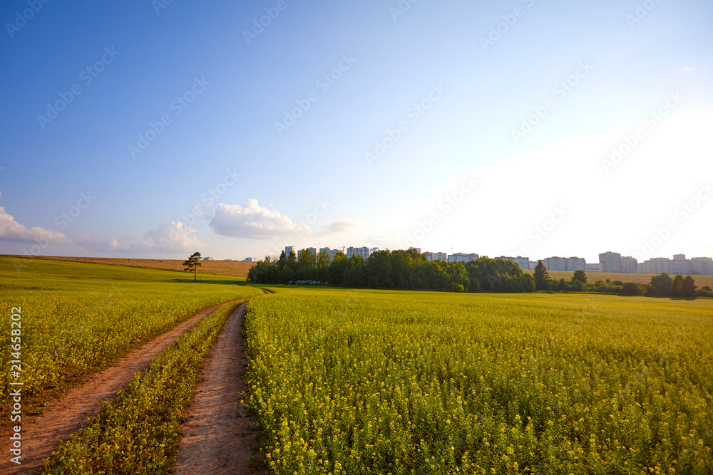 An ideal rural landscape. Road on the flowering meadow against the blue sky