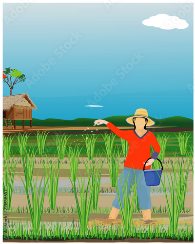 farmer sows manure in paddy field vector design