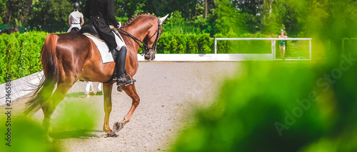 Horse horizontal banner for website header design. Dressage horses and riders in uniforms during equestrian competition. Blur green trees as background. 